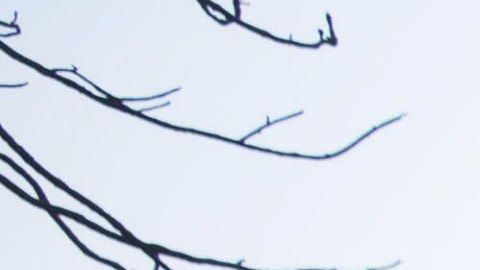 El riesgo de incendios obliga a cortes de energía en California.