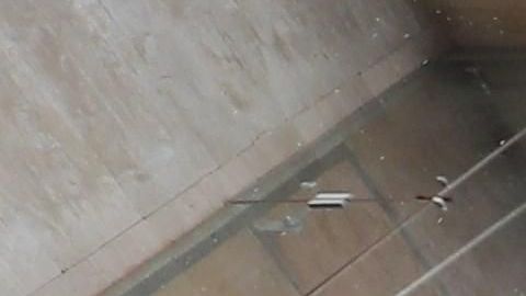 Los indígenas en el edificio del parlamento.