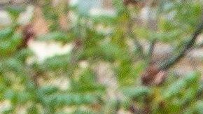 Varias evidencias apuntan a que Trump y el acusado Lev Parnas se conocen desde hace años.