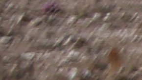 En Colinas de Santa Fe, donde encontraron restos de Arturo, hallaron 156 fosas más.