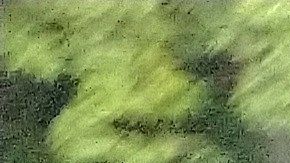 Ovidio Guzmán fue liberado poco después de que se anunciara su captura.