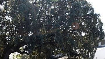 Llegan restos de Francisco Franco a cementerio El Pardo.