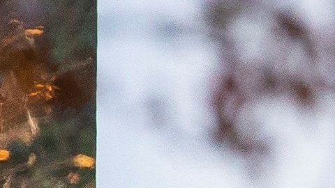 La Casa Blanca anunció que no participaría en la investigación sobre el juicio político".