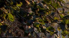 Bomberos combaten contra el incendio Kincade.