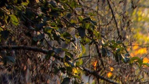 Bomberos combaten contra el incendio Kincade.