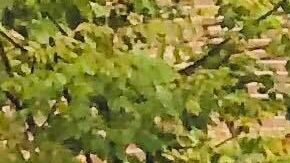 Las ardillas se alistan para el invierno