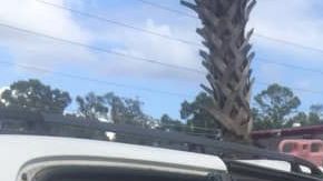 Así quedó el vehículo al chocar con la palmera.