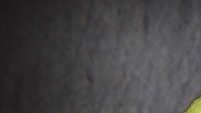 Los aguacates en esta cadena duran en buen estado el doble de tiempo en comparación con otras tiendas.