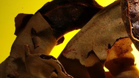 El consumo de la infusión de tamarindo es de los mejores remedios para combatir el estreñimiento.