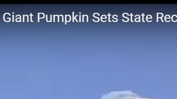 Esta es la calabaza que pesó... 2,175 libras y ganó un nuevo récord en California.