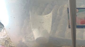 Animales malnutridos y mucha suciedad.