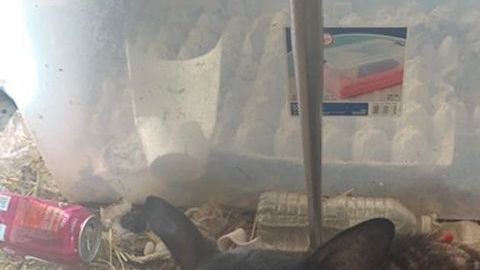 Animales malnutridos y mucha suciedad.