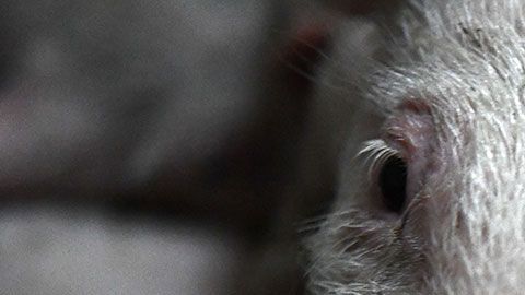 Los cerdos llegan a crecer hasta tener un peso de 1,100 libras.