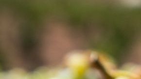 Las uvas verdes destacan por su alto contenido en fibra, lo cual promueve una correcta digestión y combate el estreñimiento. Esta cualidad también es indispensable para mantener limpias las arterias y evitar todo tipo de enfermedades cardiovasculares.