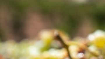 Las uvas verdes destacan por su alto contenido en fibra, lo cual promueve una correcta digestión y combate el estreñimiento. Esta cualidad también es indispensable para mantener limpias las arterias y evitar todo tipo de enfermedades cardiovasculares.