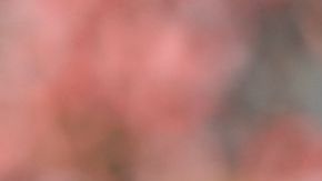 El León se aferra a José Juan Macías.