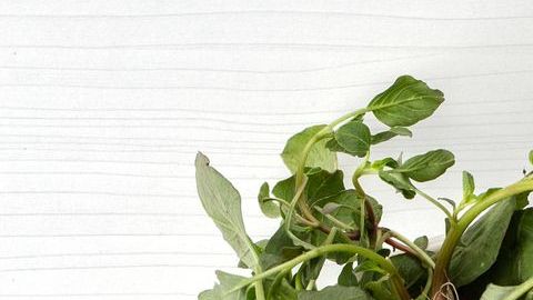 Los quelites son un ingrediente que aporta personalidad a diversos platillos mexicanos, aportando olores, sabores y texturas que aportan un sabor inconfundible. Destacan por su alto contenido en vitaminas, minerales, antioxidantes y fibra.