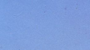 Dolores Gonzáles impuso la moda en los 50.