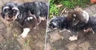 Koala confunde a un perro con su mamá.