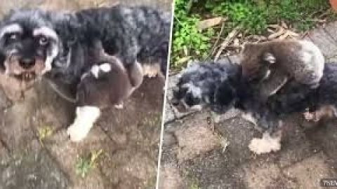 Koala confunde a un perro con su mamá.