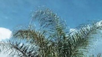 El Chapito nueva foto