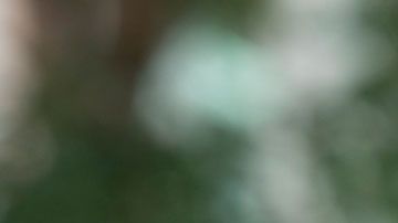 El objetivo de Carlsberg es crear una botella 100% de materiales biológicos.