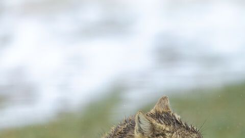 Ganadora del 'Wildlife Photographer of the Year 2019'