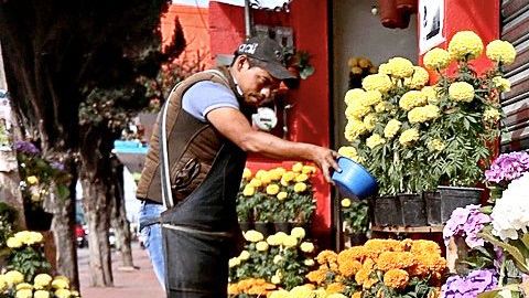 A esta maravillosa flor mexicana se le atribuyen beneficios antioxidantes, analgésicas, antiinflamatorias y antidepresivas.