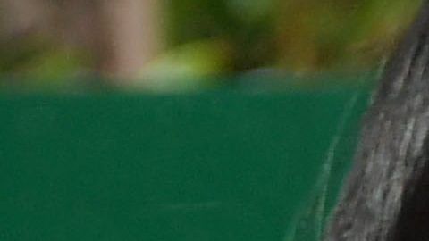 Yalitza Aparicio brilla en el mundo.