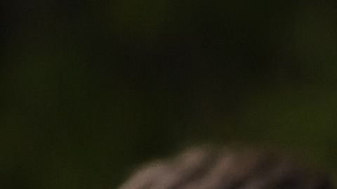 Dos históricos se enfrentan en amistoso con importantes bajas.