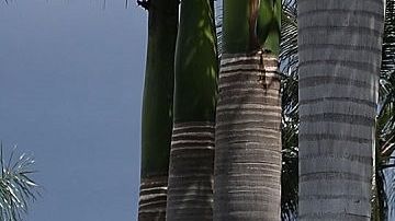 El club de golf Doral Trump se ubica en Florida.