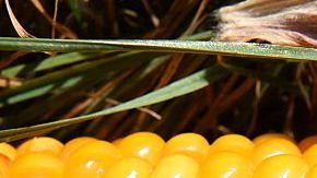 México sólo importa el maíz amarillo para alimentar ganado/