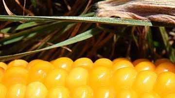 México sólo importa el maíz amarillo para alimentar ganado/