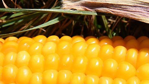 México sólo importa el maíz amarillo para alimentar ganado/