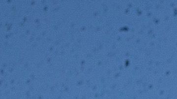 La banda de la Universidad de Ohio brindó un show en homenaje a la caricatura.