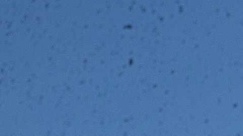 La banda de la Universidad de Ohio brindó un show en homenaje a la caricatura.