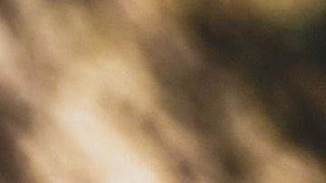 Un día después de su entierro, encontraron la tumba profanada.