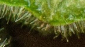 La okra es una verdura con muchas propiedades.