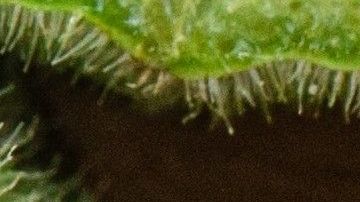 La okra es una verdura con muchas propiedades.