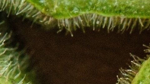 La okra es una verdura con muchas propiedades.