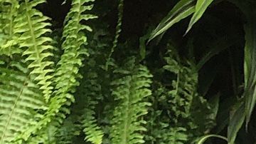 Nitza y Héctor encontraron un hogar temporal, lejos del hogar.