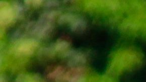 JJ Macías podría irse pronto a Europa, pero el DT de México le aconseja que se consolide primero.