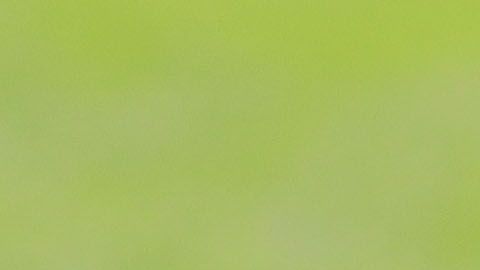 Ricardo Peláez interesa demasiado en Chivas.