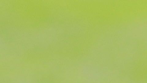 Ricardo Peláez interesa demasiado en Chivas.