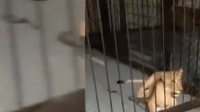 El aseguramiento se debió a una denuncia ciudadana.