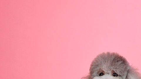 Algunos te podrían llegar a costar hasta $1,000 dólares al año.