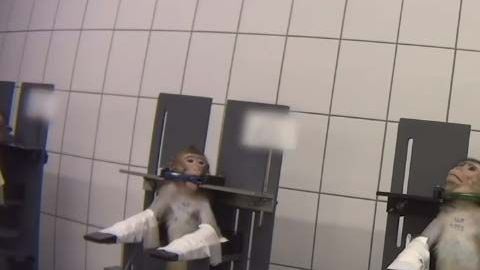 Alrededor del cuello de los monos los operadores del espacio colocan una herramienta giratoria.