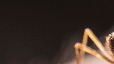 mosquitos-disney-world