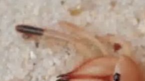 Araña que come carne humana.