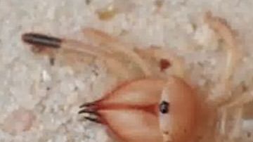 Araña que come carne humana.